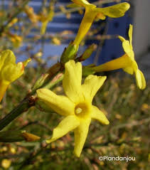 JASMINUM NUDIFLORUM