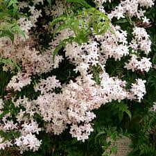 [6501] JASMINUM POLYANTHUM (Caduc, 250/300)