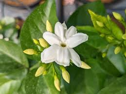 [6503] JASMINUM SAMBAC (Caduc, 150/200)