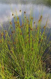 [6542] JUNCUS EFFUSUS (Persistant, 50/100)