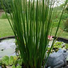 JUNCUS GLAUCUS