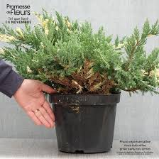 JUNIPERUS CHIN. EXPANSA VARIEGATA