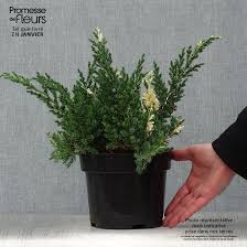 JUNIPERUS CHIN. EXPANSA VARIEGATA - TIGE