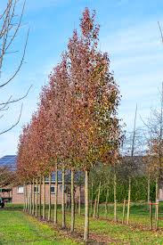 PYRUS CALLERYANA