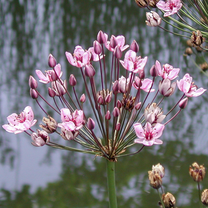 BUTOMUS UMBELLATUS ROSE