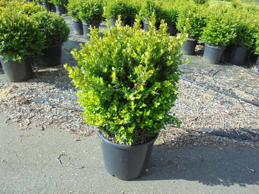 BUXUS MICROPHYLLA FAULKNER