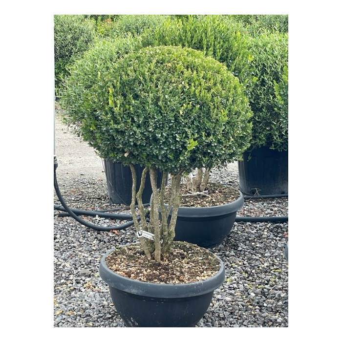 [2054] BUXUS MICROPHYLLA FAULKNER - BOULE (Persistant, 50/100)