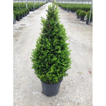 [2055] BUXUS MICROPHYLLA FAULKNER - CONE (Persistant, 100/150)