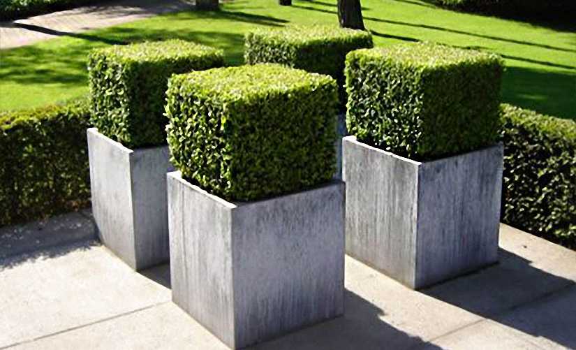 [2056] BUXUS MICROPHYLLA FAULKNER - CUBE (Persistant, 50/100)