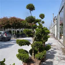 BUXUS MICROPHYLLA FAULKNER - MINI NUAGE