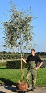[10400] PYRUS SALICIFOLIA PENDULA - TIGE (Caduc, 5 à 10 m)