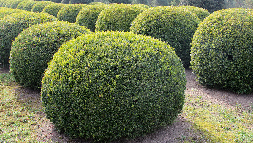 BUXUS SEMPERVIRENS - BOULE