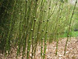 [10427] QIONGZHUEA TUMIDISSINODA (Persistant, 3 à 5 m)