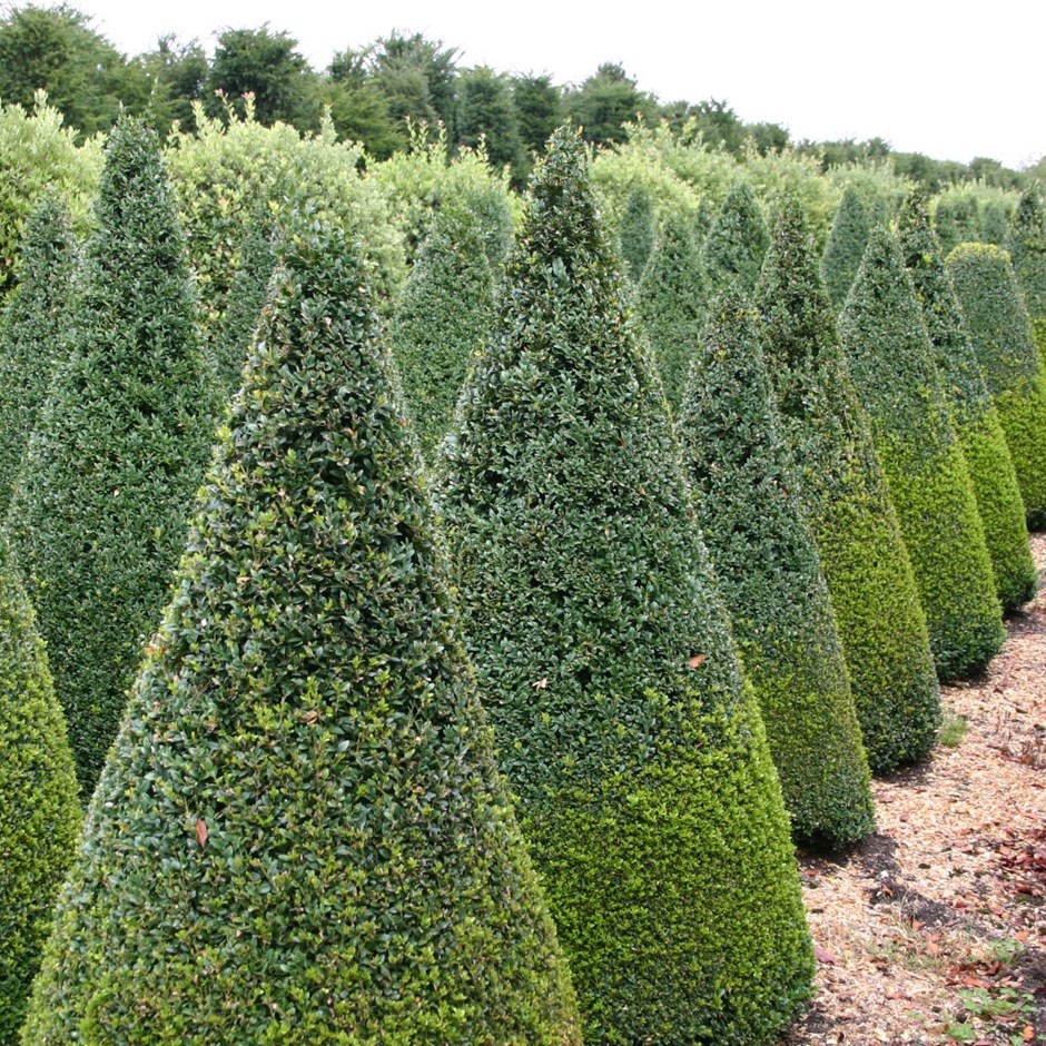 [2086] BUXUS SEMPERVIRENS - CONE (Persistant, 50/100)