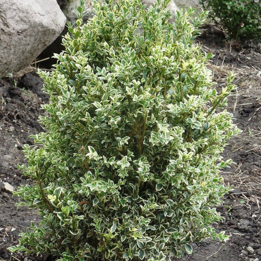 BUXUS SEMPERVIRENS - PARACHUTE