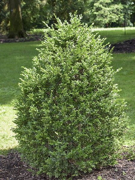 [2089] BUXUS SEMPERVIRENS ARBORESCENS (Persistant, 250/300)
