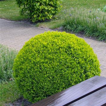 BUXUS SEMPERVIRENS ARBORESCENS - BOULE