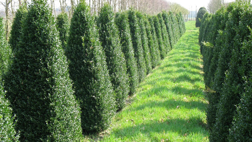 [2091] BUXUS SEMPERVIRENS ARBORESCENS - CONE (Persistant, 250/300)