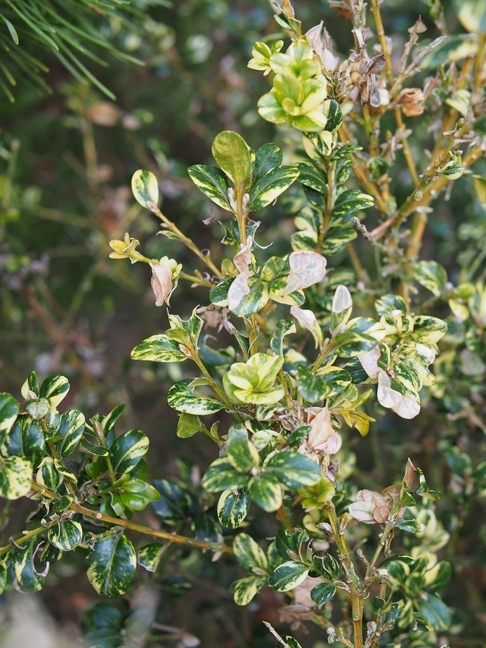 BUXUS SEMPERVIRENS AUREOVARIEGATA - CUBE