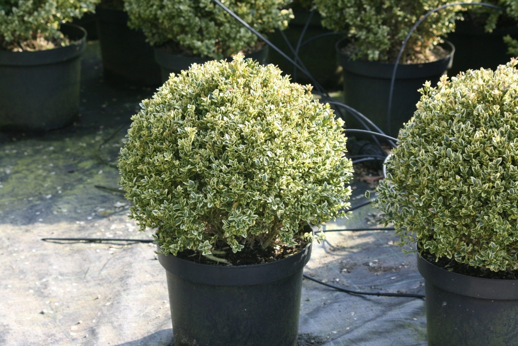 BUXUS SEMPERVIRENS ELEGANTISSIMA - BOULE