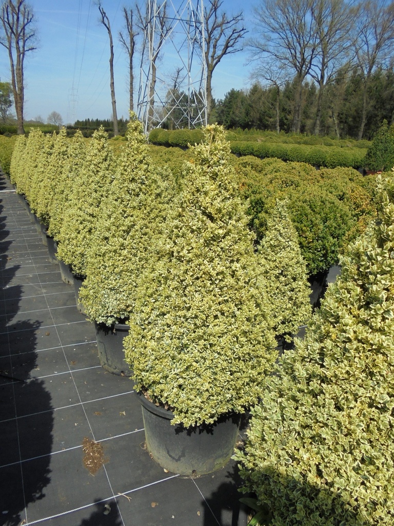BUXUS SEMPERVIRENS ELEGANTISSIMA - CONE