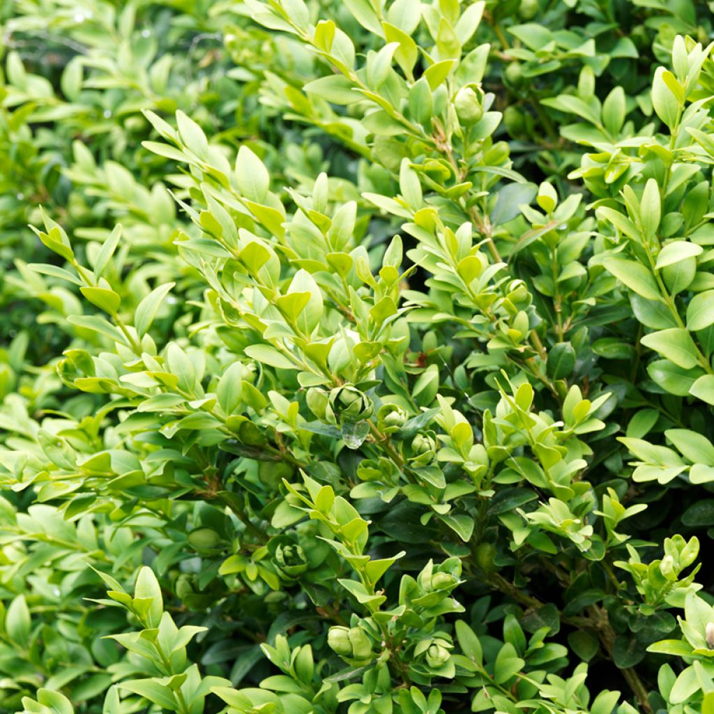 [2119] BUXUS SEMPERVIRENS SUFFRUTICOSA (Persistant, 50/100)