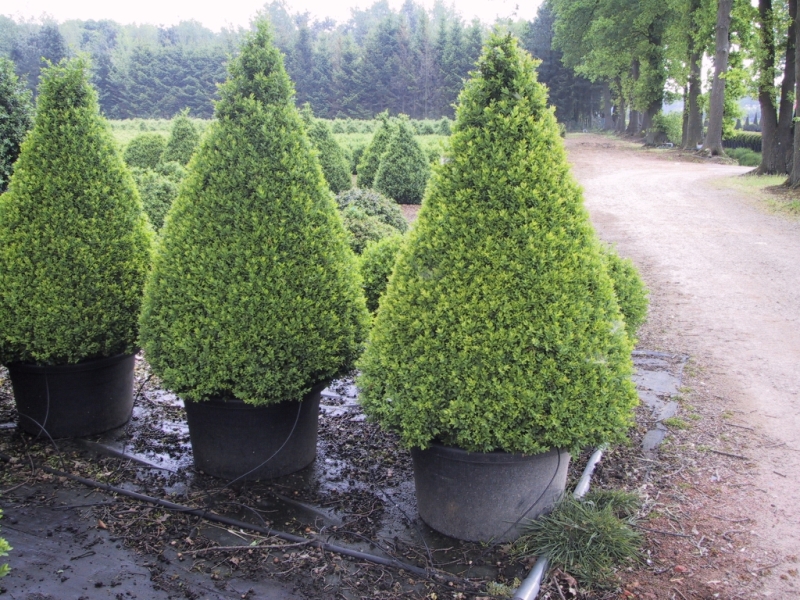 [2120] BUXUS SEMPERVIRENS SUFFRUTICOSA - CONE (Persistant, 50/100)