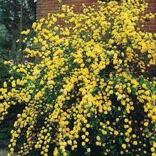 [6718] KERRIA JAPONICA (Caduc, 150/200)