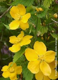[6723] KERRIA JAPONICA GOLDEN GUINÉE (Caduc, 150/200)