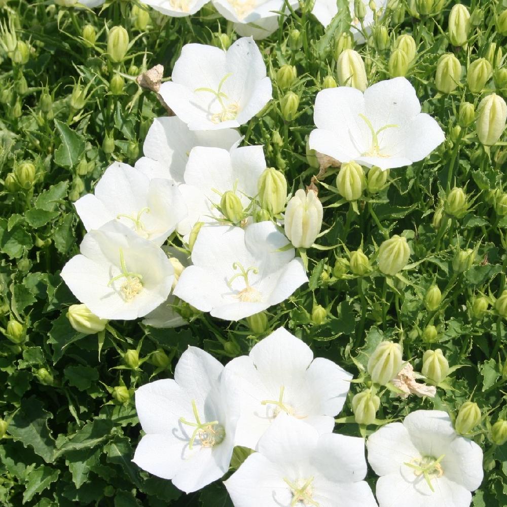 [2320] CAMPANULA CARPATICA ALBA (Caduc, 20/50)