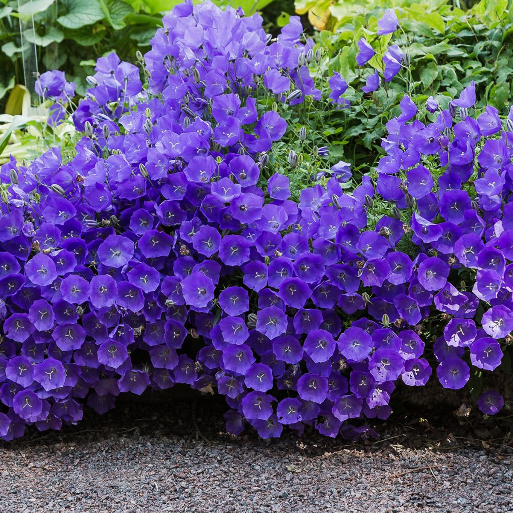 [2322] CAMPANULA CARPATICA BLEU (Caduc, 20/50)