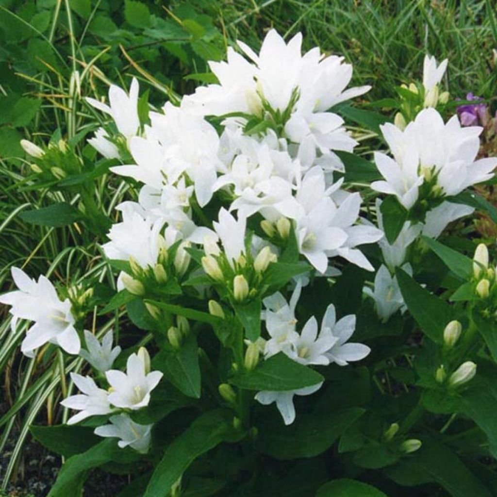 [2324] CAMPANULA GLOMERATA ALBA (Caduc, 20/50)