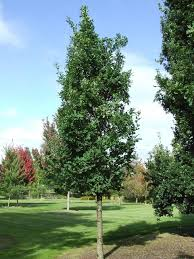 [10638] QUERCUS X BIMUNDORUM CRIMSON SPIRE (Caduc, 10 à 20 m)