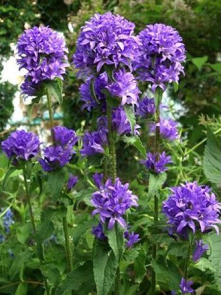 [2326] CAMPANULA GLOMERATA SUPERBA (Caduc, 50/100)