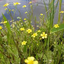 RANUNCULUS FLAMMULA