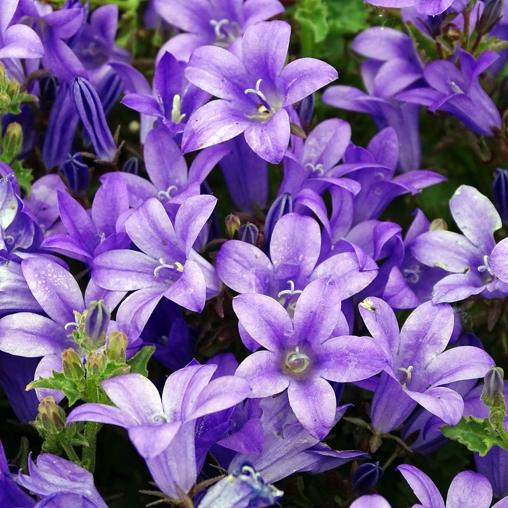 [2329] CAMPANULA MURALIS BLEU VIOLET