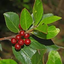 RHAMNUS ALATERNUS - BOULE