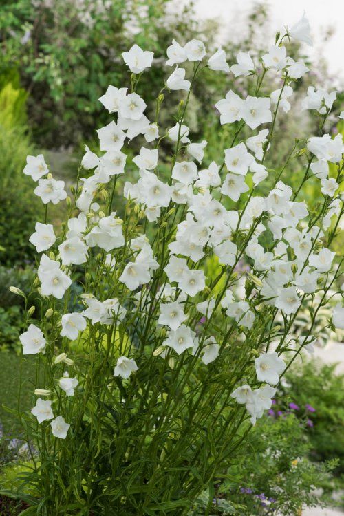 [2332] CAMPANULA PERSICIFOLIA