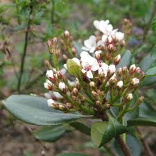 RHAPHIOLEPIS UMBELLATA OVATA (BIANCO)