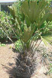 RHAPIDOPHYLLUM HYSTRYX