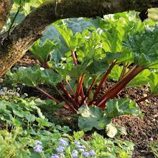 RHEUM FRAMBOSEN (RHUBARBE)