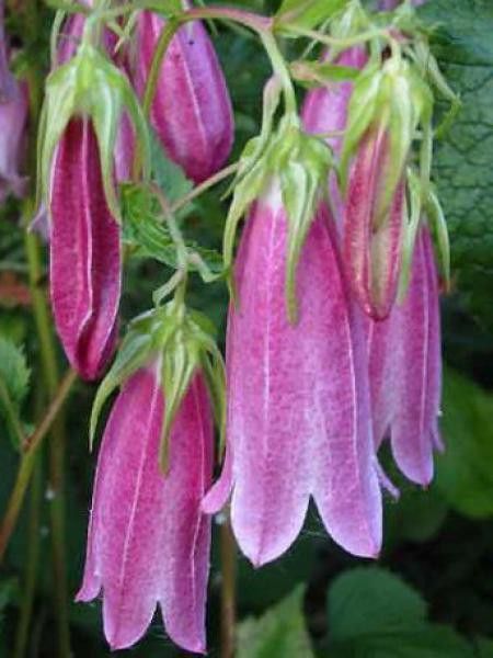 CAMPANULA TAKESIMANA