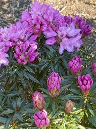 [10729] RHODODENDRON GRAZIELLA (Persistant, 150/200)