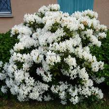 [10735] RHODODENDRON HYBRIDE MADAME MASSON (Persistant, 200/250)
