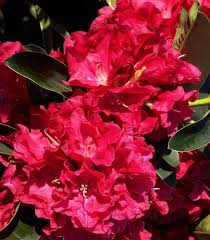 [10737] RHODODENDRON HYBRIDE ROUGE (Persistant, 200/250)