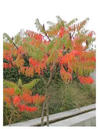 RHUS TYPHINA DISSECTA