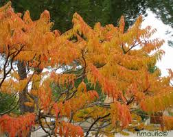 RHUS TYPHINA LACINIATA - CEPEE
