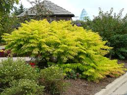 [10749] RHUS TYPHINA TIGER EYES (Caduc, 250/300)