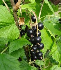 [10753] RIBES NIGRUM (CASSISSIER) (Caduc, 150/200)