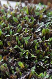 [6966] LEPTINELLA SQUALIDA PLATTS BLACK (Caduc, 0/20)